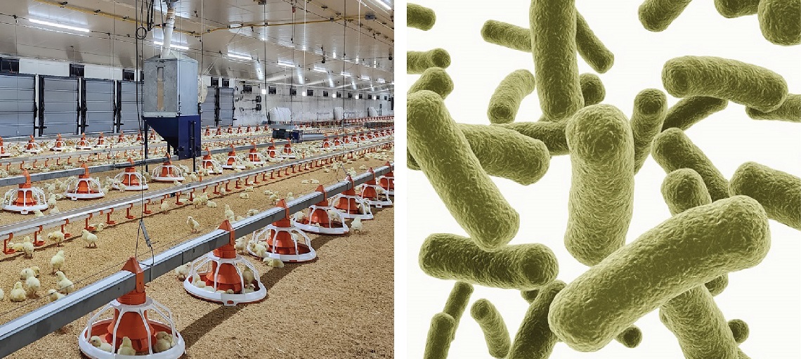 Strict biosecurity measures are essential for poultry production performance.