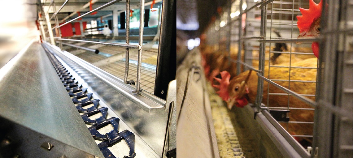 Big Dutchman’s Automatic Chain Feeding system is proven over many decades. 