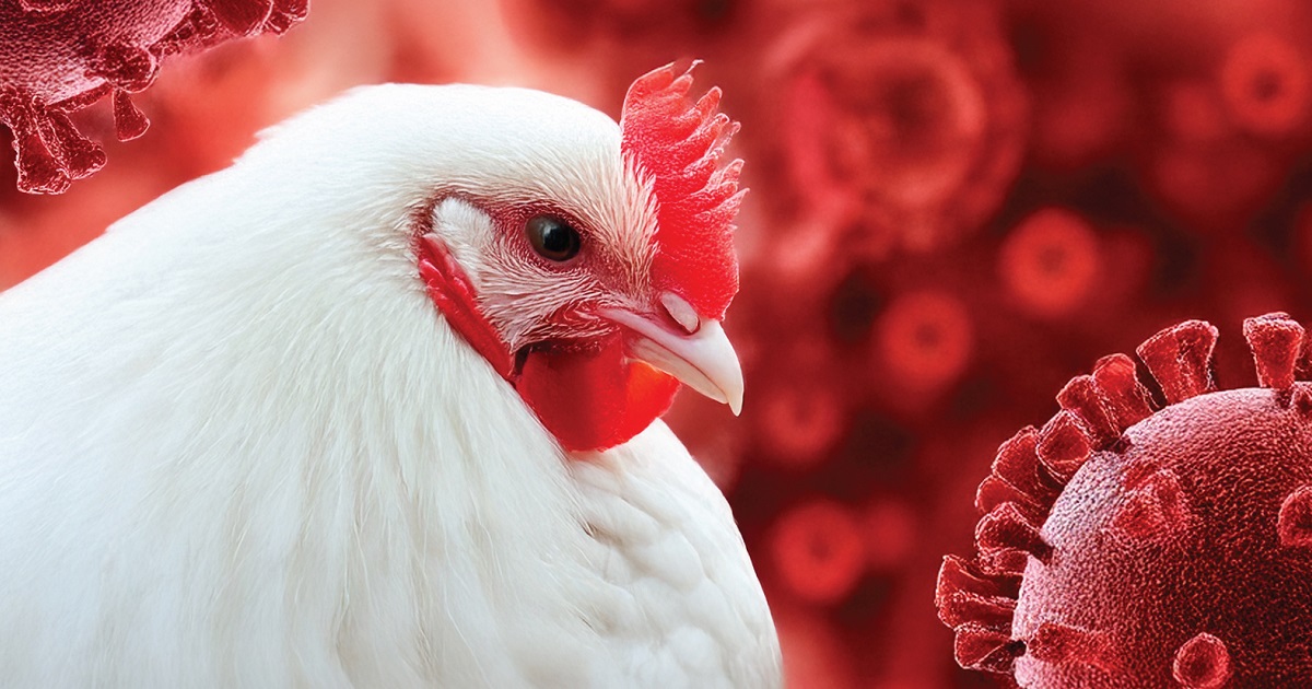 US Avian Flu Crisis: Lessons for Poultry Farmers in Asia | Big Dutchman