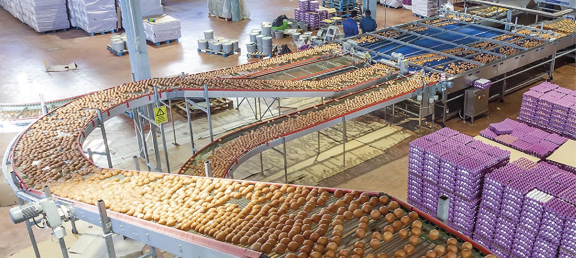 Flexible Curve Conveyors can be adapted to different farm structures. 