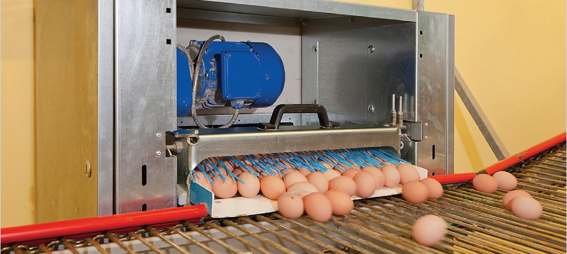 EggTrax is a belt system that smoothly transfers eggs from the belt to the collection conveyor.  
