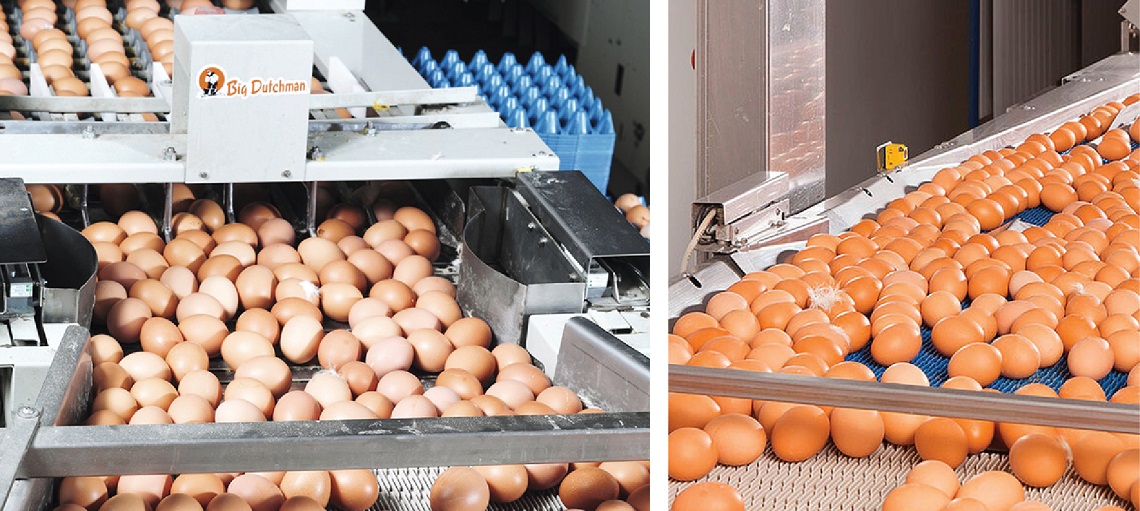 Digital EggFlow is an advanced system that intelligently collects and transports eggs. 