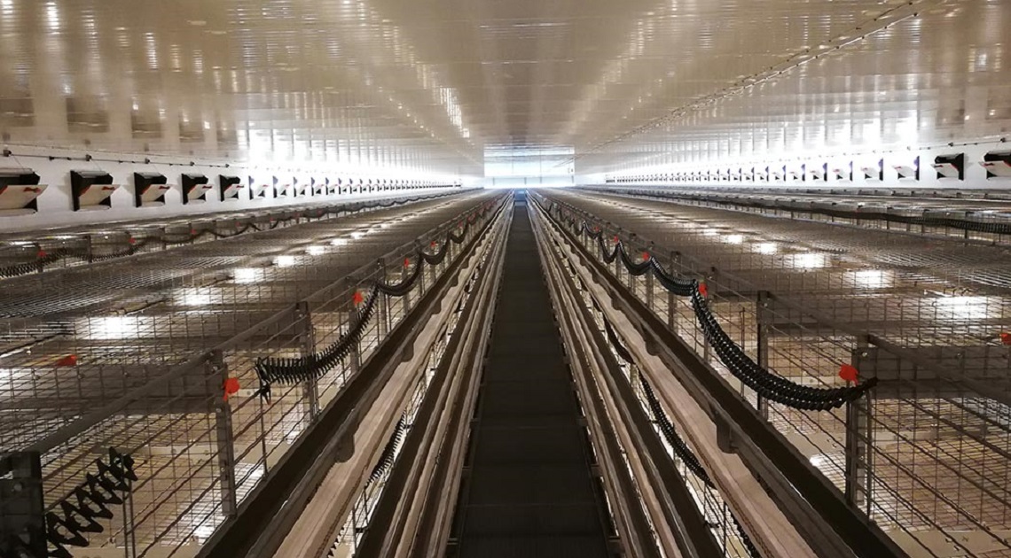 State-of-the-art layer farming and equipment by Big Dutchman