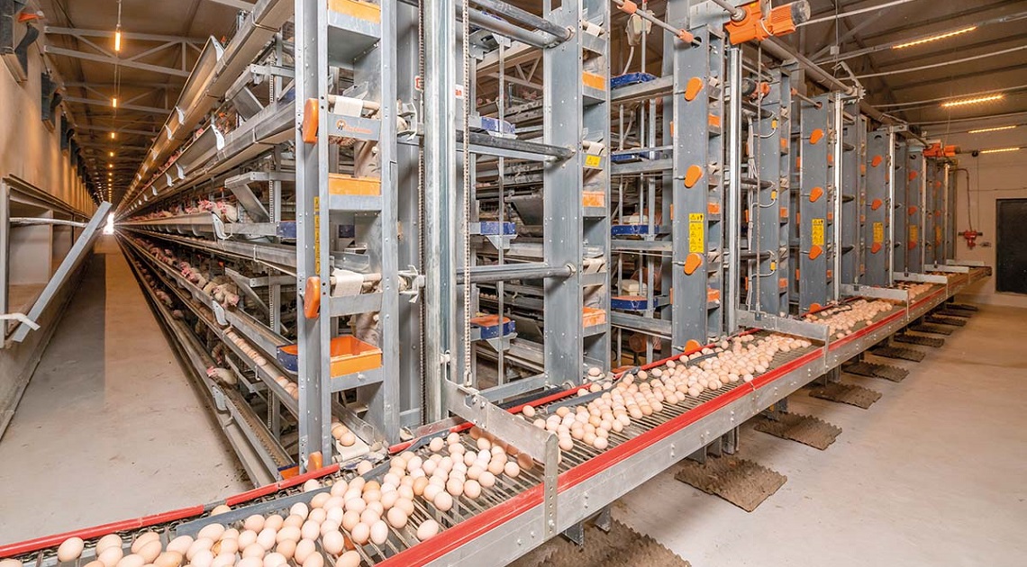 Modern Layer egg production by Big Dutchman ensures improved biosecurity, enhanced production and efficiency.