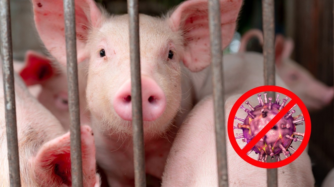 Even modest biosecurity measures can have great impact on the safety of your pig farm. 