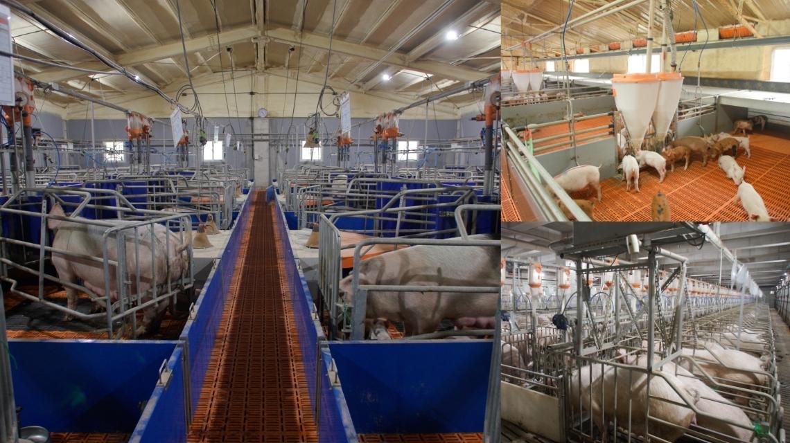 Constant and consistent risk assessment is needed for a fully secure pig farm. 