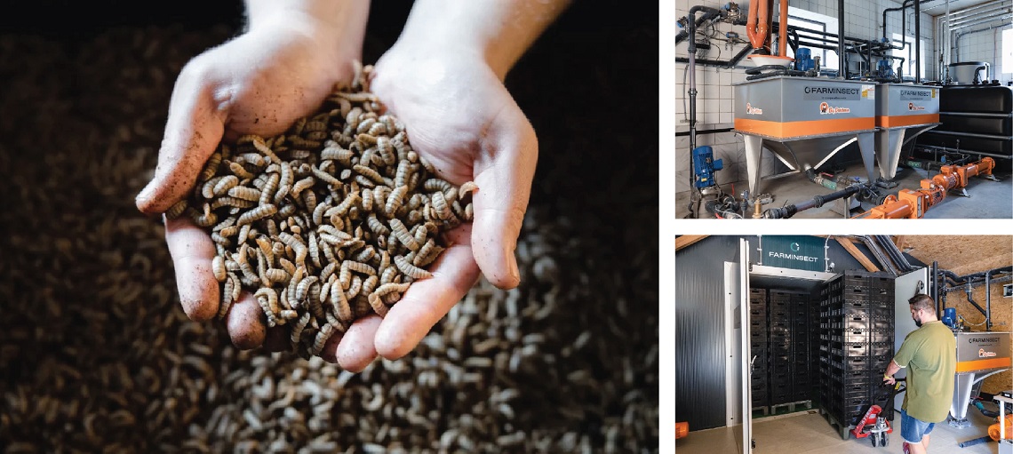 BSF farming is a prime example on the principles of a circular economy.