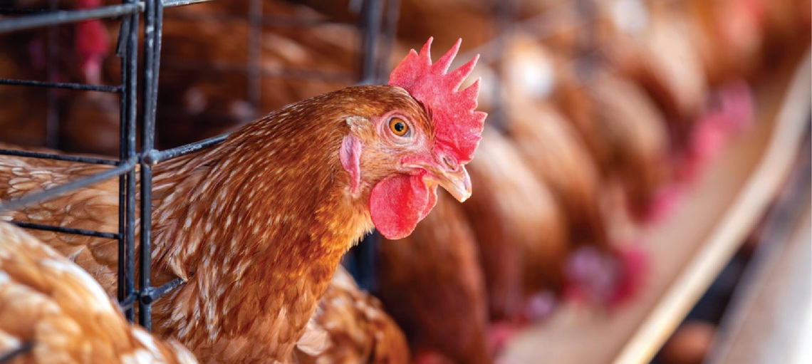 Don’t Overlook the Rooster: Weight and Fertility