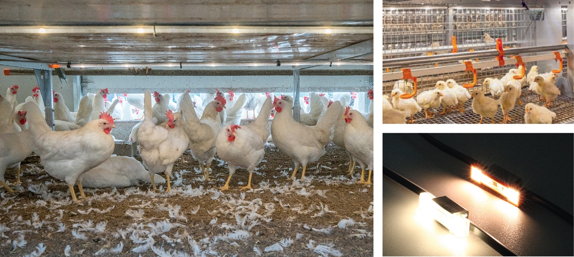 Energy-efficient LED lights are now the standard in broiler houses.