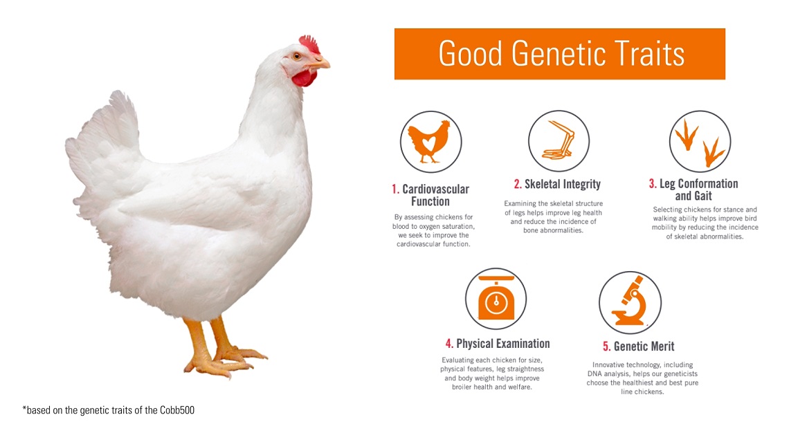 Good genetic traits of the Cobb 500
