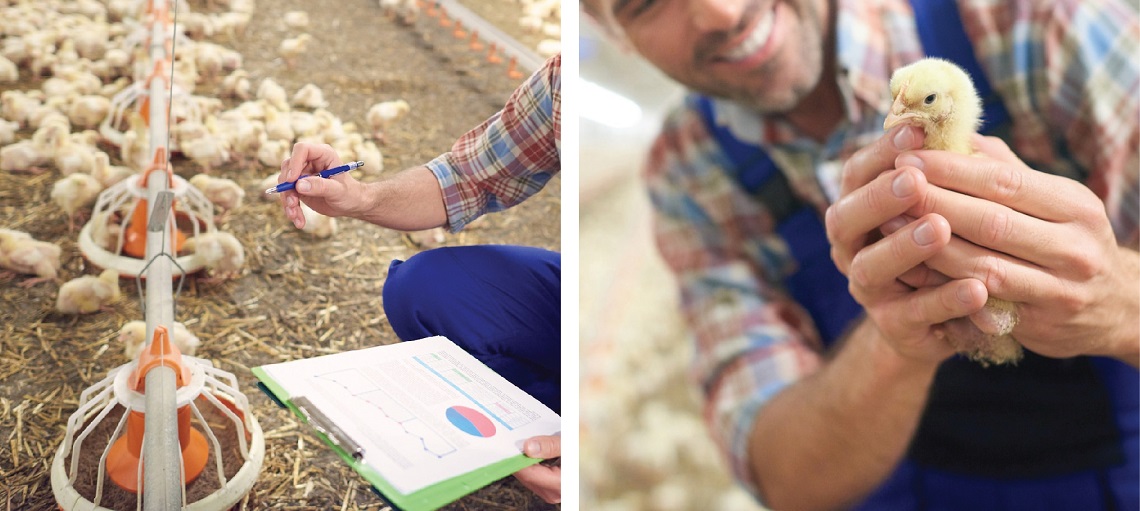 personnels working on the farm can cross contaminate during interactions with the broilers