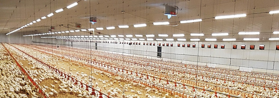 FlexLED With energy saving LEDs is an effective and economic way to light up a farm