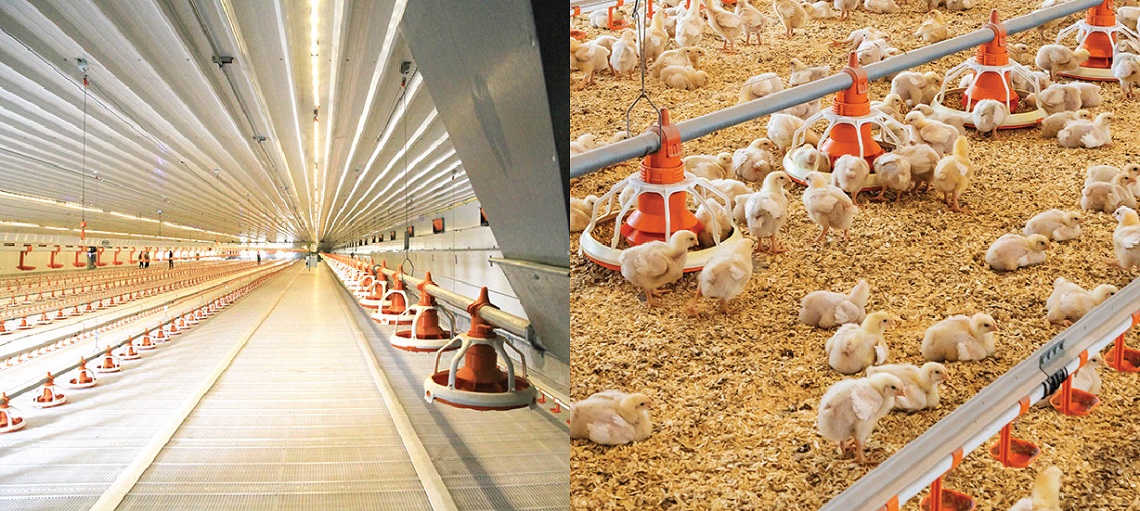 Plastic slats with manure scraper keeps the flock healthy by minimising occurrences of footpad dermatitis and breast blisters