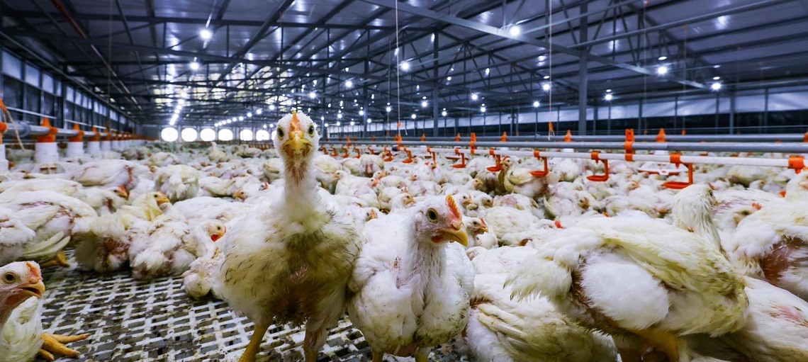 All 10 broiler houses fully equipped with Big Dutchman’s advanced technologies. 