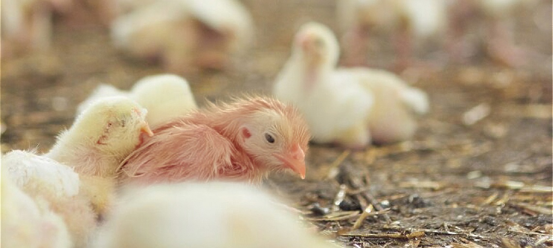 Hydration and nutrition is critical for chicks upon hatching.