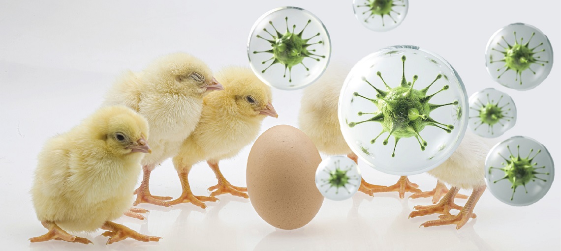Strict biosecurity measures are needed to control chick mortality. 