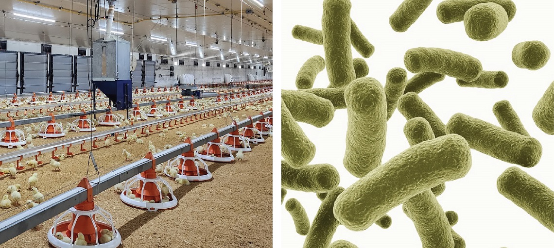 Chicks are especially susceptible to bio hazards.