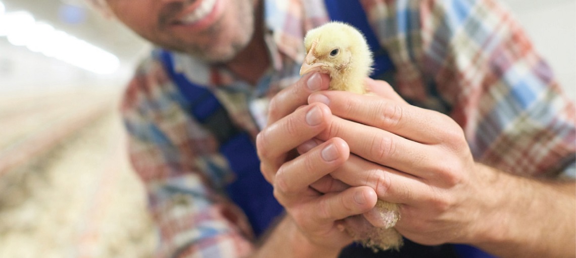 Monitoring is key to improve chick welfare and production success.