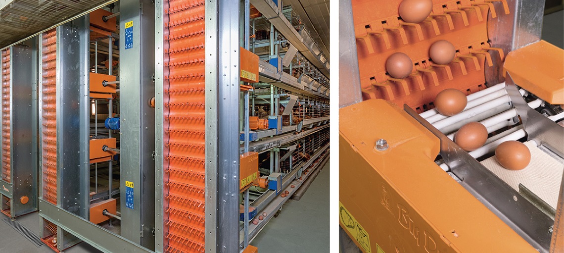 Digital EggFlow is fully-automated from collection to sorting