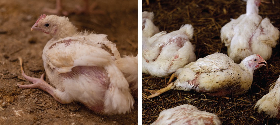 Panting and open-beak breathing is a clear sign of heat stress   