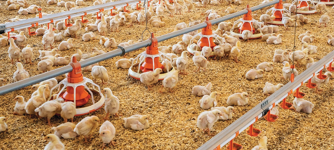 Keep heat stress in check for optimal broiler performance  