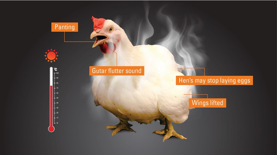Daily observation is crucial to detect heat stressed broilers 