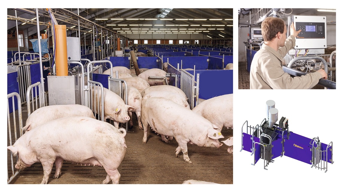 ESF farm with controller and Callmatic pro system and the Callmatic Pro system, integration of advanced feeding technology in modern pig farming.