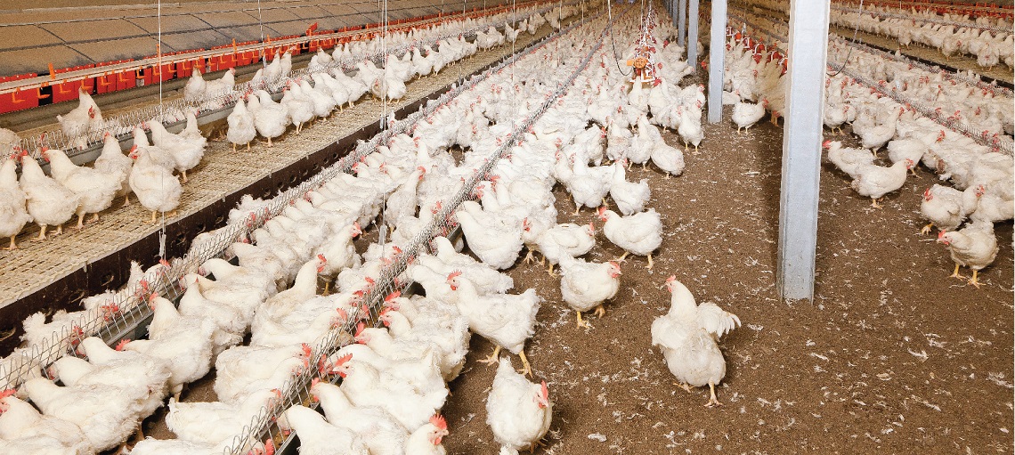 Litter management is essential to produce healthy layer parent stock.