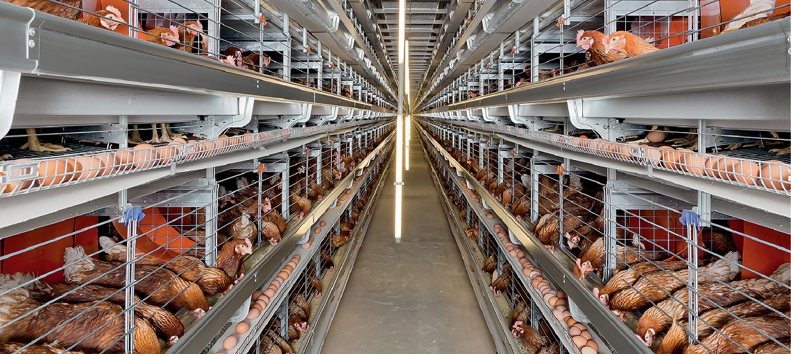 Multi-tier, space saving cages for layers.