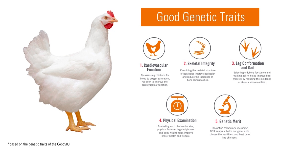 High-performing layers come from good genetic traits.