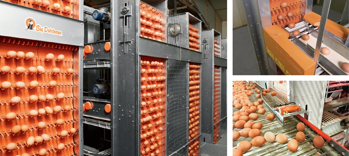 Automated egg collection and sorting by Big Dutchman.