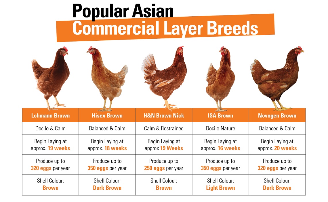 Different breeds of laying hens and the corresponding average egg sizes they produce.