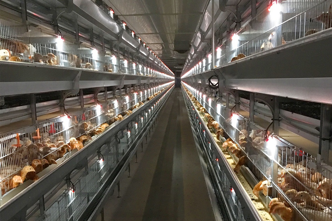 A hen house with state-of-the-art lighting systems, showing the hens under different light conditions.