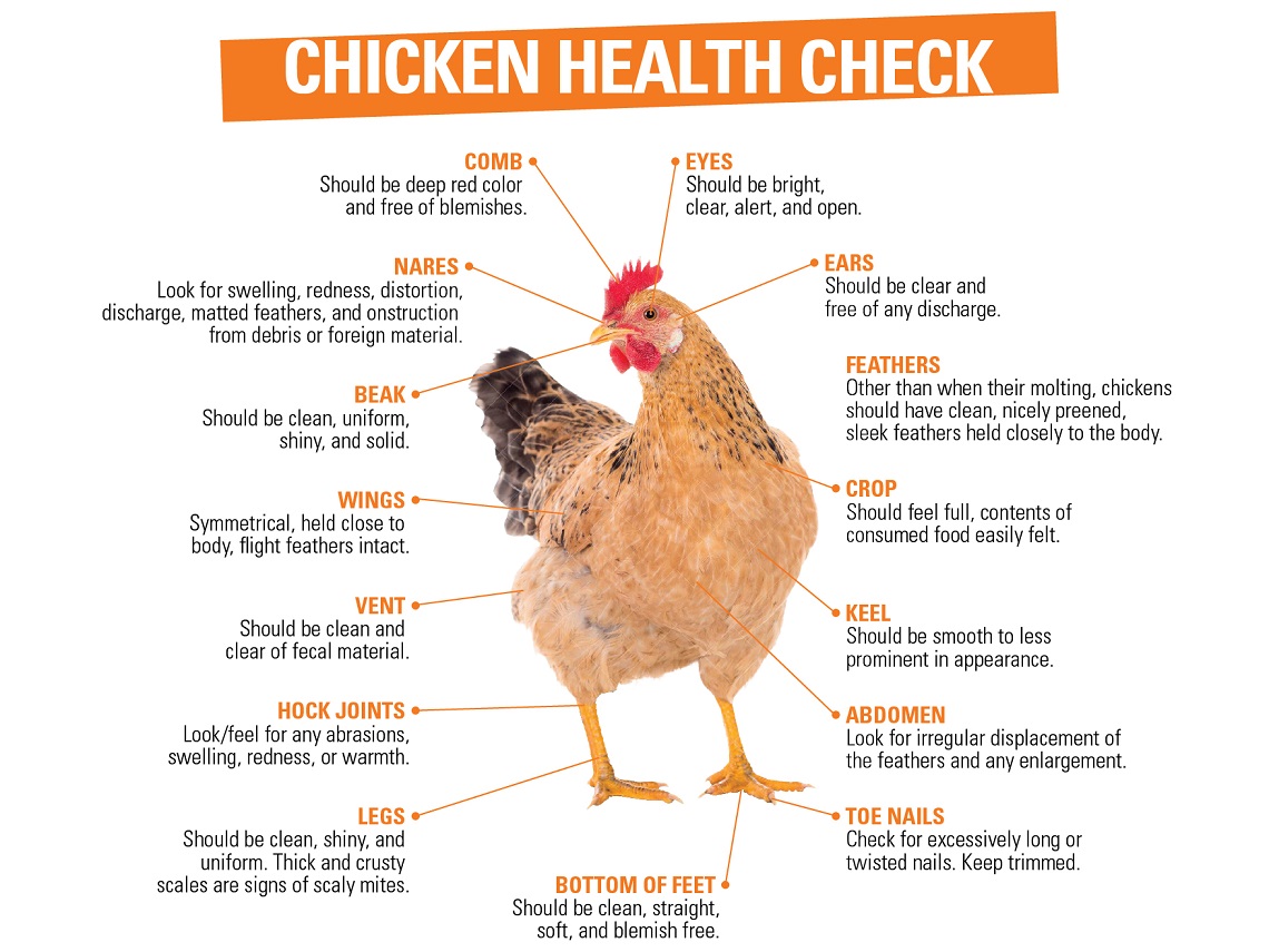 Key checkpoints of a healthy hen.