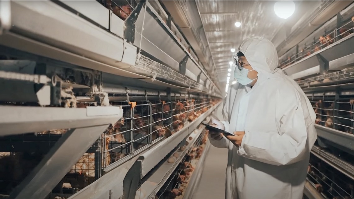 Precise monitoring of hens results in high quality egg production.