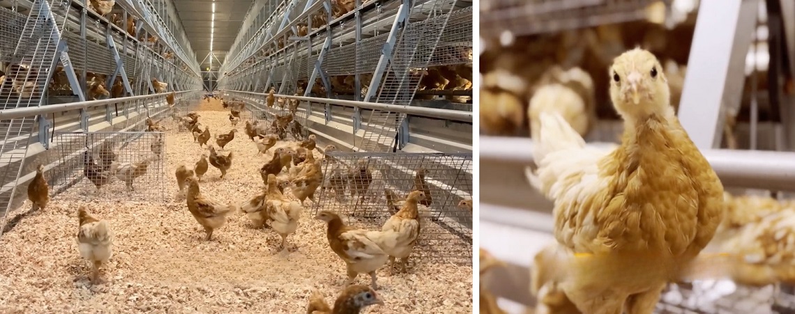 "Hens Enjoying Natural Behaviors in Malaysia's First Cage-Free Farm"