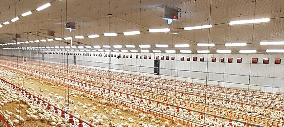 Good lighting management ensures broilers develop and grow. 