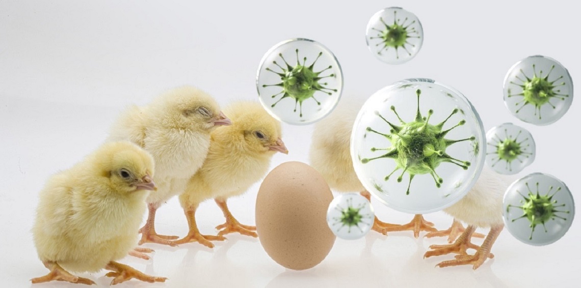 Layer chicks are especially susceptible to diseases.