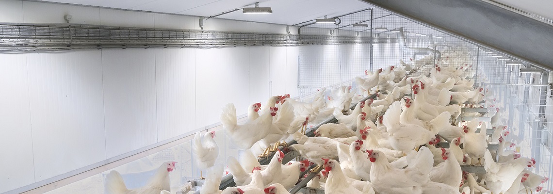 Controlled lighting is key to promote optimal reproductive behaviour in layer breeders.