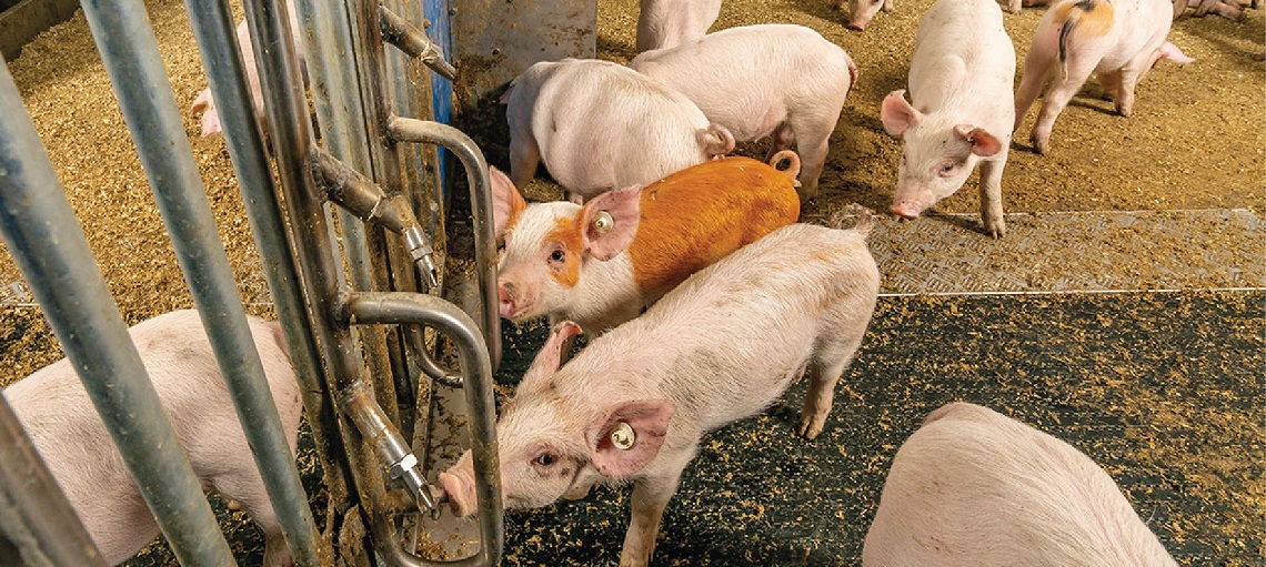 Havito Welfare Barn is the most animal-friendly system available from Big Dutchman.