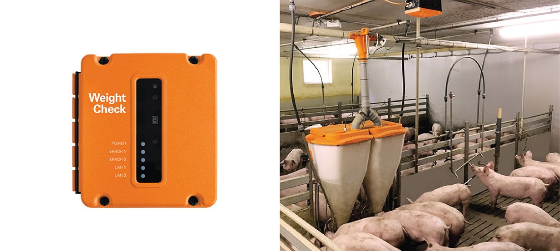Weight Check ensures accurate assessment of finisher pigs.