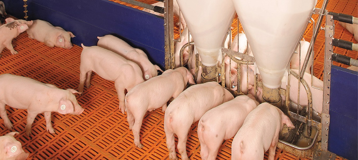 PiicNic & PicNic Jumbo automated feeding improves production efficiency.