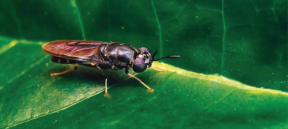 BSF or Black Soldier Fly larvae is a sustainable feed source for poultry farming.