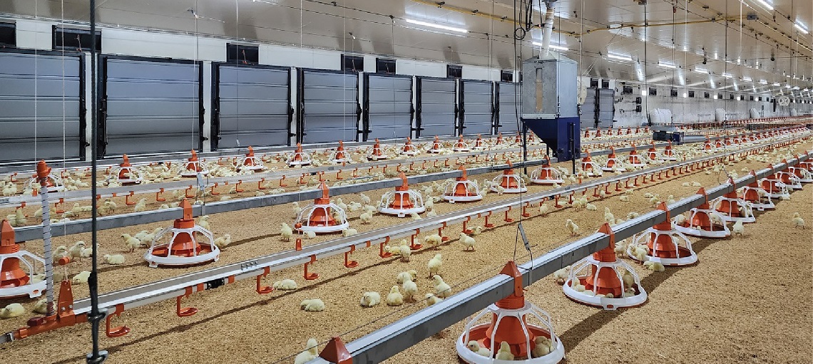 Biosecurity is a key factor in modern poultry farms. 
