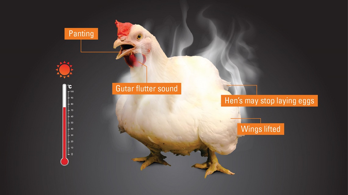 Symptoms of heat stress in layers.