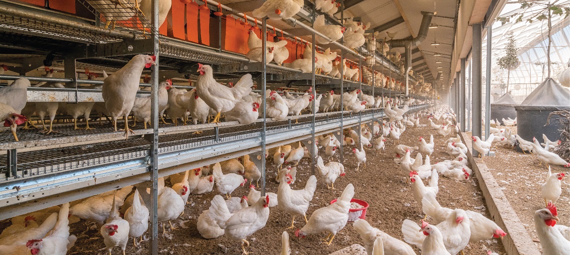 NATURA Step is a true aviary system that promotes natural behaviour in layers. 