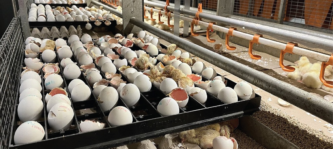 NATURA Life features flexible rearing components that can be adapted as birds mature.  