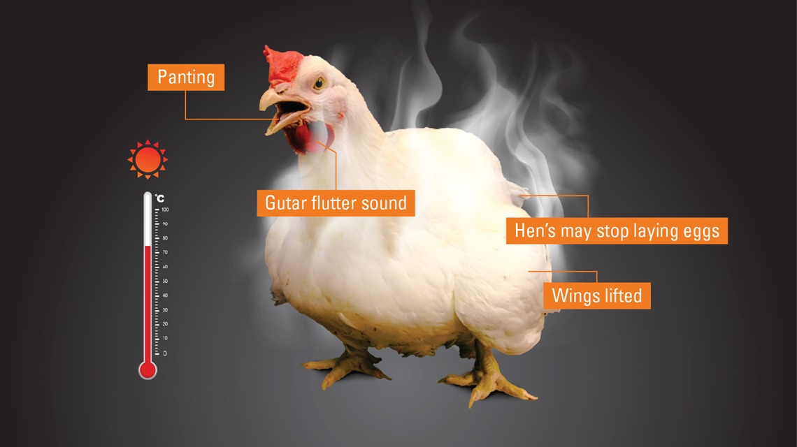 Understanding Heat Stress Impact on Feed Conversion Ratio