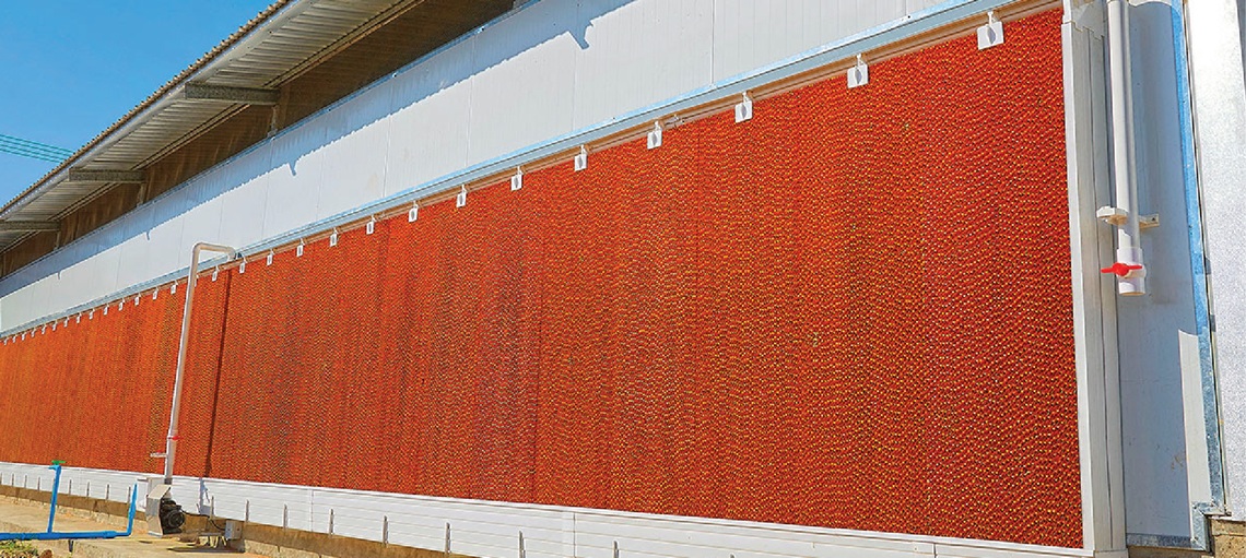 Why Energy Efficiency Matters in Asian Poultry Production