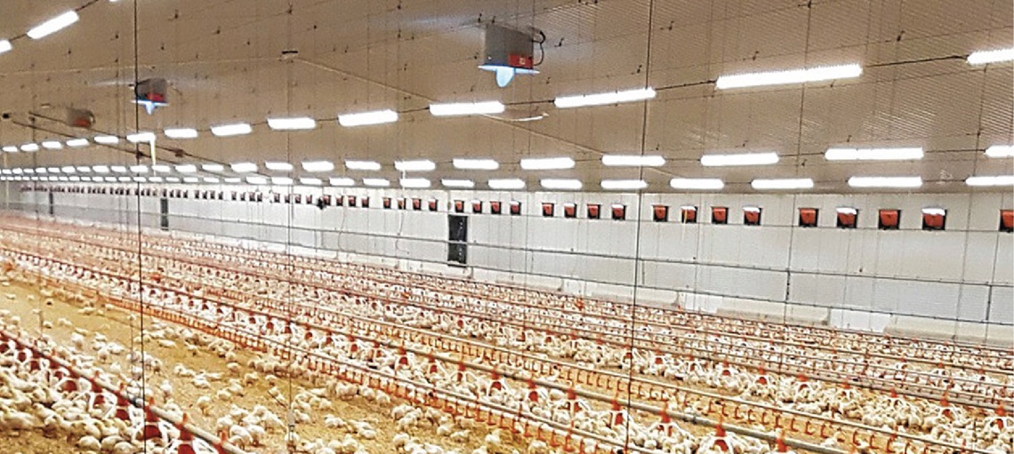Proven, durable LED lighting for poultry houses